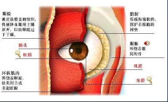 2024新澳门原料免费大全